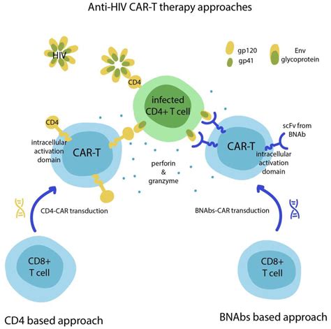 Application of CAR-T Cell Therapy beyond Oncology: Autoimmune Diseases ...