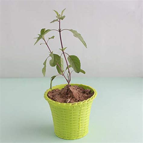 Leaf Gardening Live Basil (Tulsi) Plant with Pot : Amazon.in: Garden ...