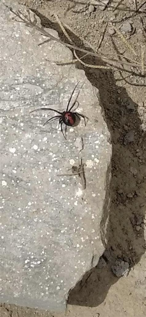 ID? Wife took the photo. Location: Ecuador 2400m elevation (temperate ...