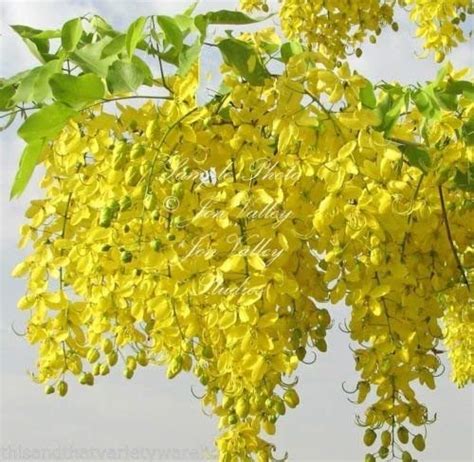 Buy Cassia Fistula Golden Shower Tree Seeds Yellow Flower Clusters ...