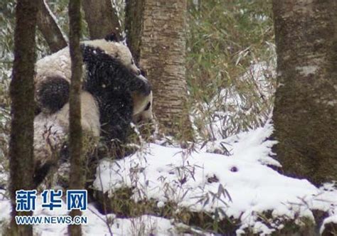 陕西拍到野生大熊猫背幼崽雪中前行照片(组图)_新闻中心_新浪网