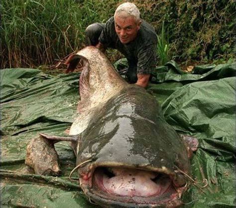 世界上最大的鱼，也是最蠢的鱼，因太蠢差点被人类吃到灭绝_腾讯新闻