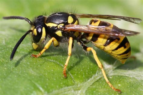What Is The Difference Between A Yellow Jacket And A Wasp