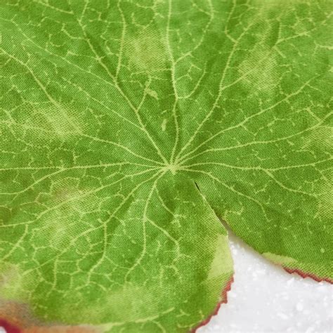 Buy Gloria Hover Set of 9 Fabric Floating Lotus Leaves from Home Centre ...