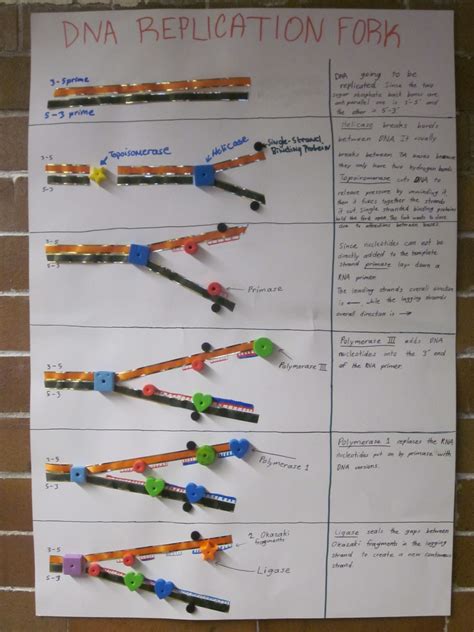 Dna Replication Model Project