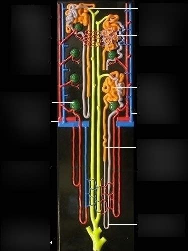 Image result for Nephron Model Project Images Using Clay