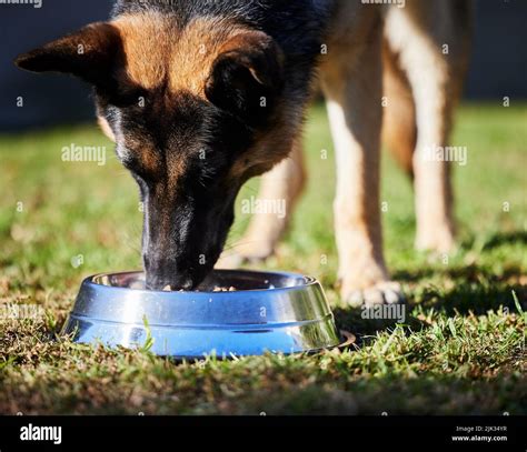 A healthy diet builds a stronger dog. an adorable German Shepherd standing and eating its food ...