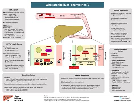 Image result for Liver AST Levels Chart