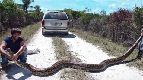 Image result for Largest Python Captured