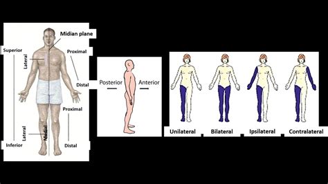 Image result for Contralateral Body Parts Example