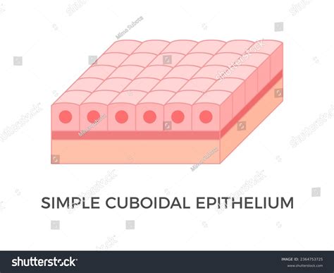 Simple Cuboidal Epithelial Tissue Labeled