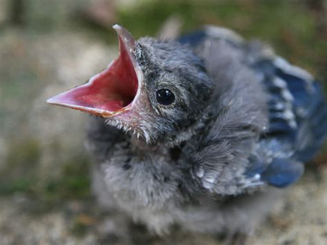 Blue Jay Bird Baby Blue Jay Life History, All About Birds, Cornell Lab