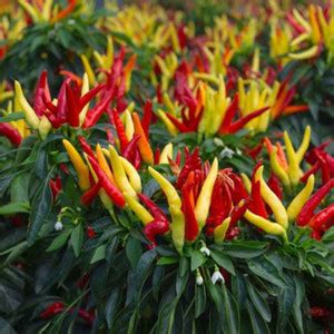 SeeGreen CW44 Bombai mirchi/Hot & Spicy Chili Seeds / CHILLI MIRCHI ...