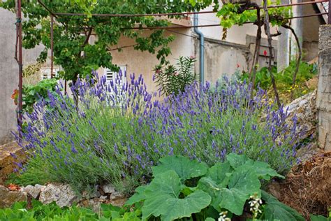 Amazing Plants To Pair With Lavender - gogopalette