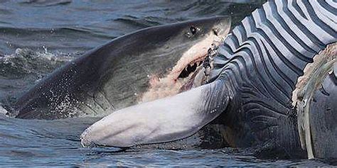 鲨鱼分食死亡长须鲸 凶残捕食场面被拍_凤凰网