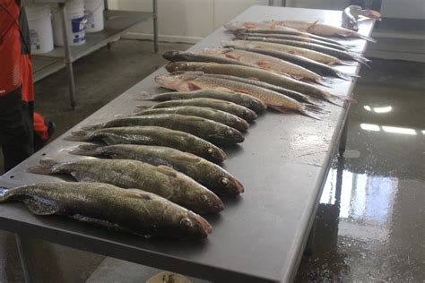 Friday Fishing! – Devils Lake Fishing Report