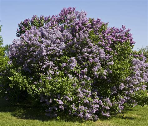 Syringa vulgaris - Common Purple Lilac - Ecoscapes