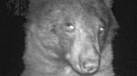 Curious bear takes 400 ‘selfies’ on wildlife camera in Colorado | Viral ...