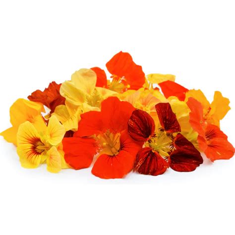 Nasturtium Alaska Mix Blossoms Seed (25 Seeds) (Home & Garden) – Hug A ...