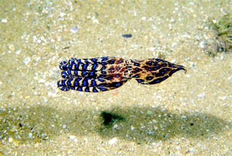 Image result for Animal Fact Files Blue-Ringed Octopus