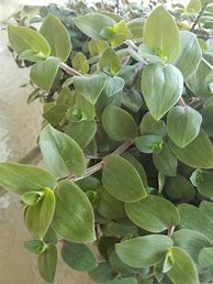 Image result for Baby Bunny Bellies House Plant