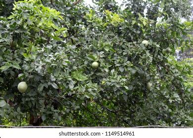 Image result for Python Functions Quadratic