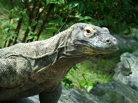 Wild Animals Artinya Dalam Bahasa Indonesia