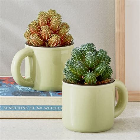 Buy Gloria Palm Artificial Succulent in Ceramic Mug from Home Centre at ...