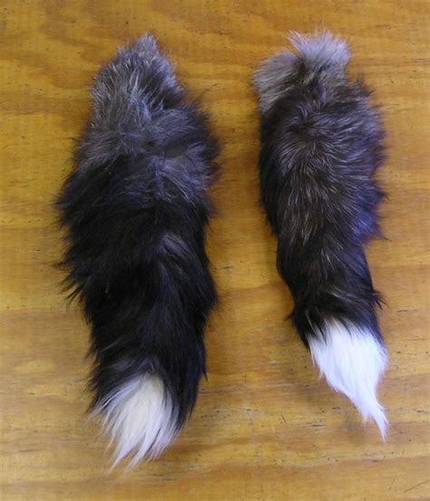 Image result for Silver Spring Tails