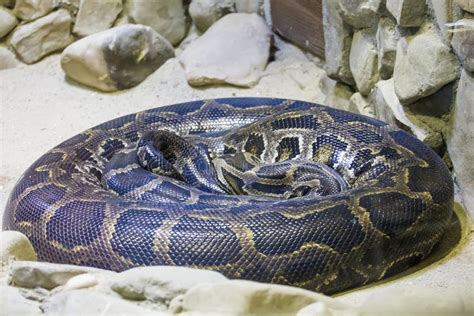 Image result for Python's Meal