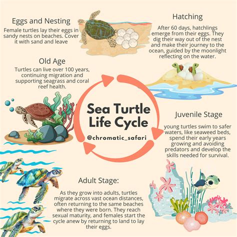 Explore the Fascinating Life Cycle of Sea Turtles 🐢 | Turtle life cycle ...