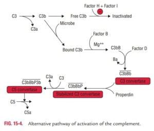 Image result for Complement System Alternative Pathway