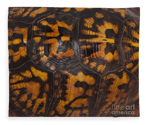 Image result for Box Turtle Shell Drawing
