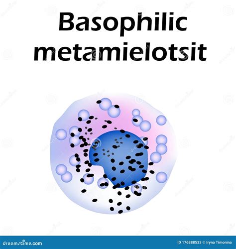 Absolute Basophils Meaning at Tim Long blog
