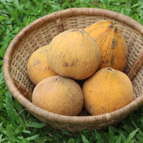 No: 1 Tropical Fruit Plant Nursery in Asia | Homegrown Biotech