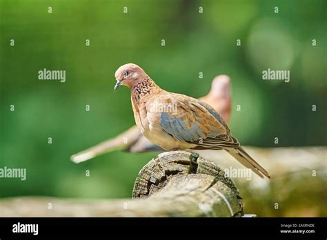 Image result for Directory with Search Field HTML/JavaScript CodePen