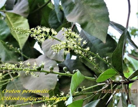 Medicinal Plant Details