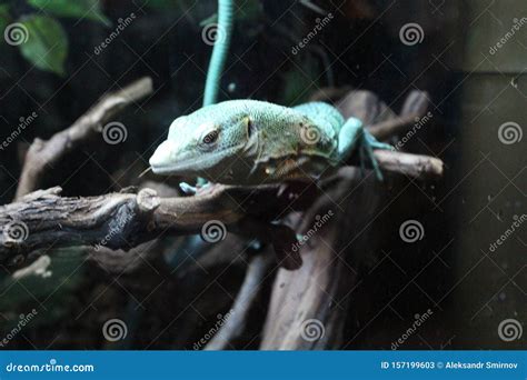 A Large Green, Cold-blooded Lizard in a Terrarium Stock Image - Image ...
