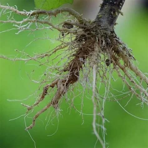 Bio Fertilizer - Rhizobium Biofertilizer Powder Manufacturer from Surat