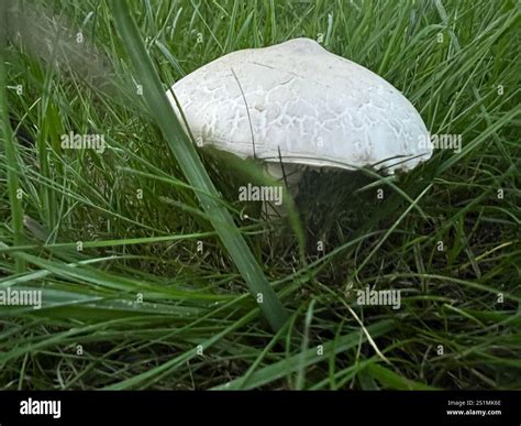 Horse Mushroom (Agaricus arvensis Stock Photo - Alamy