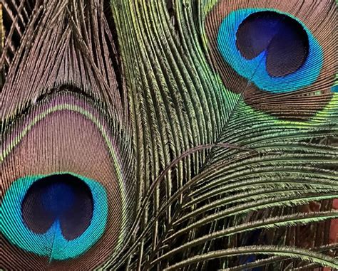 Manifestation Birds of a Feather, 302 S Main Street, Hinesville, GA, 1 ...