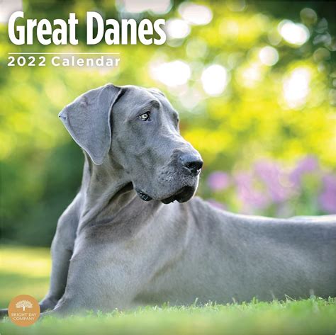 2022 Great Danes Wall Calendar by Bright Day, 12 x 12 Inch, Cute Dog ...