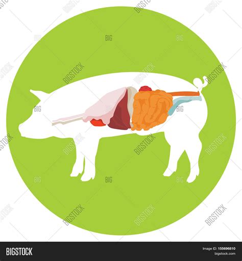 Parts Of The Digestive System Of A Pig at Jade Donovan blog