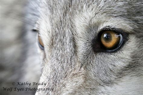 Wolf | wolfeyesphotography.com | Wolf, Tiere, Hunde