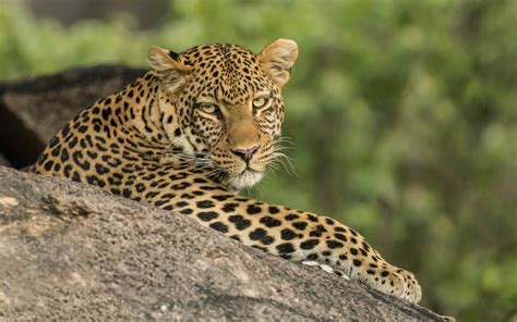 10 Interesting Facts About Leopards - Climb Kilimajaro Mountain