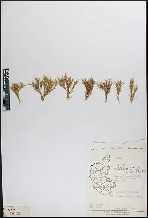 Herbarium JCB