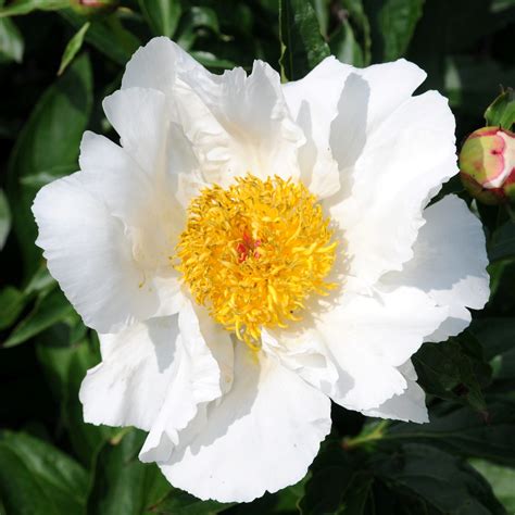 Paeonia 'White Wings' - Van Berkum Nursery