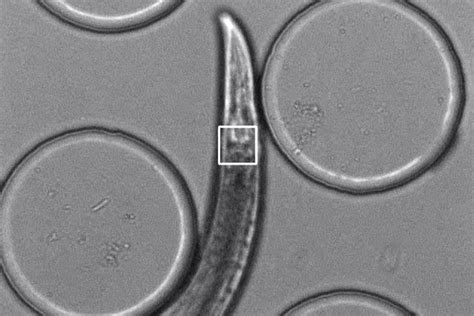 Image result for Memory Worm