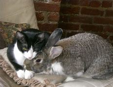 Image result for Cat Hugging Bunny