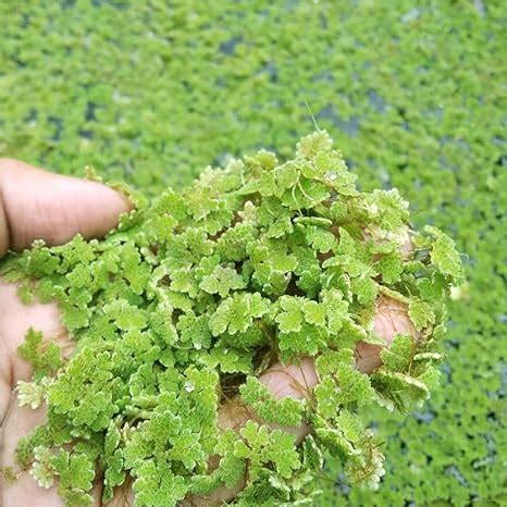Azolla seeds for plant duckweed seeds, Duckweed seeds for azolla plants ...